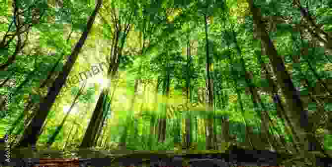 A Photograph Of A Lush Green Forest With Sunlight Streaming Through The Trees, Representing The Natural World That Inspired Emily Dickinson's Poetry Translations From The Natural World: Poems