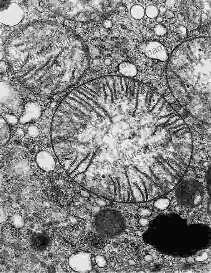 A Scanning Electron Microscope Image Of Mitochondria, The Energy Powerhouses Of Cells. The Warrior Diet: Switch On Your Biological Powerhouse For High Energy Explosive Strength And A Leaner Harder Body