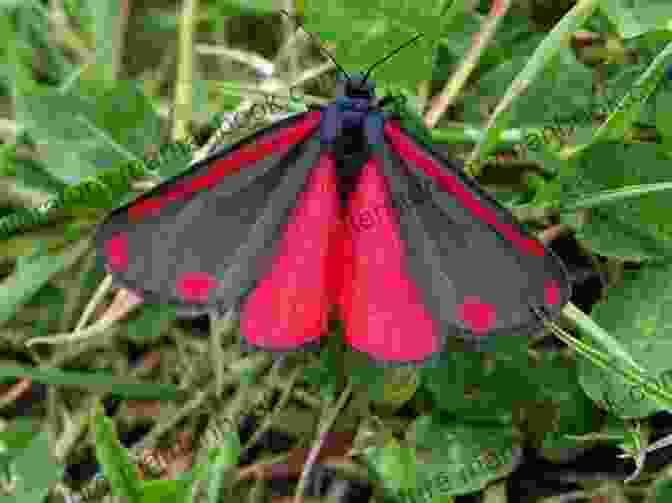 A Vivid Red Cinnabar Moth With Black And White Markings Resting On A Plant. A Cinnabar Moth