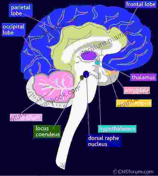 Diagram Of The Human Brain Showing The Hippocampus And Prefrontal Cortex How To Study And Learn: Neurosciense Psychology And Philosophy Applied To Learning